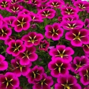 Calibrachoa  Cabaret Good Night Kiss7_300x30022_300x3007